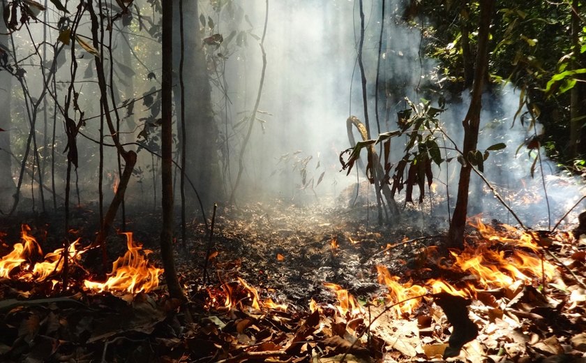 Amazônia tem alta de 286% nos focos de queimadas em fevereiro