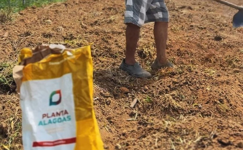 Agricultura familiar de Murici recebe mais de uma tonelada de sementes de milho
