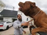 'Maior pitbull do mundo' tem sêmen que vale fortuna e problemas com a lei