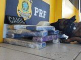 Operação integrada apreende mais de 12kg de maconha em ônibus clandestino em São Sebastião