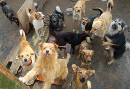 Instituto Pata Voluntária, maior abrigo de animais de Maceió, anuncia encerramento por falta de recursos