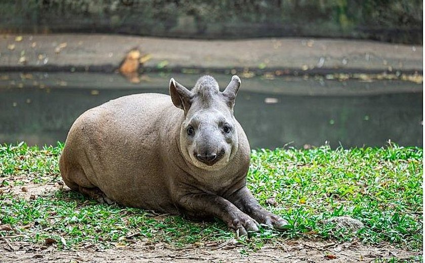 Idosa leva mais de 60 pontos na mão depois de ser atacada por anta