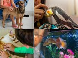 Brasil tem terceira maior população pet do mundo