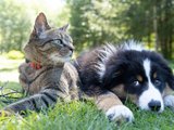 Governo Federal cria cadastro nacional para cães e gatos com identificação única