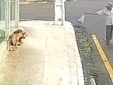 Idoso é preso em flagrante após envenenar cães em Palmeira dos Índios