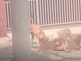 Abrigo de animais recebeu R$ 3,1 milhões em verbas públicas após recusar cães vítimas de maus-tratos