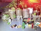 Guarnição da ROTAM 02 apreende plantação de maconha em Satuba