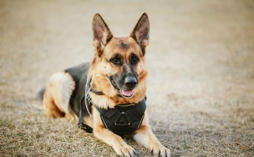 Traficante é flagrado entregando drogas, e cão da PM encontra estoque na casa do suspeito