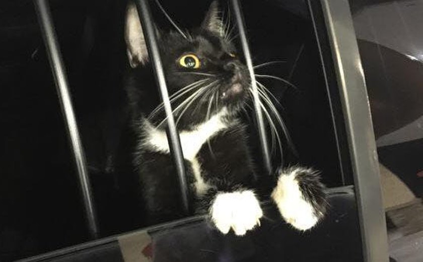 Gato é acuso de crime nos Estados Unidos