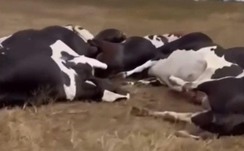 Fio de alta tensão cai e eletrocuta 27 vacas em propriedade rural de Alagoas