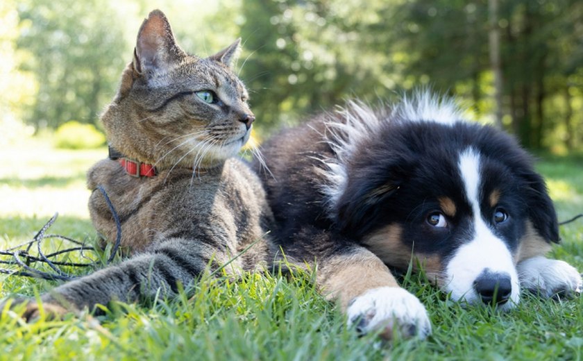 Governo Federal cria cadastro nacional para cães e gatos com identificação única