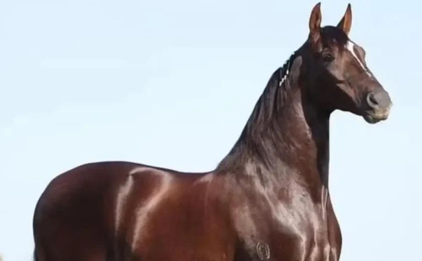 Cavalo avaliado em R$ 12 milhões morre por possível ração contaminada em Alagoas