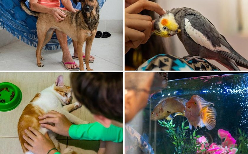 Brasil tem terceira maior população pet do mundo