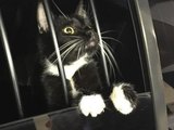 Gato é acuso de crime nos Estados Unidos