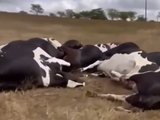 Fio de alta tensão cai e eletrocuta 27 vacas em propriedade rural de Alagoas