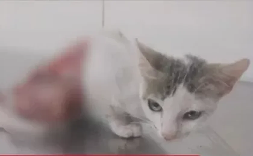 Conheça mais sobre Gabriela, a gata que foi resgatada após ter sido escalpelada viva