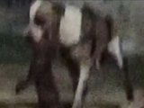 Homem é preso após instigar pit bull a atacar e matar gata de vizinha