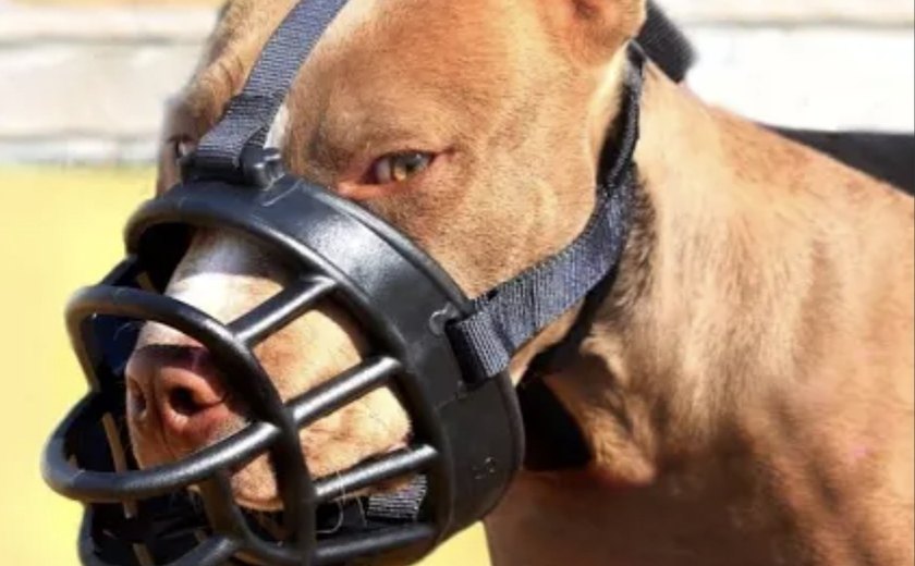 Funcinheira em Locais públicos: Nova Lei em Alagoas Estabelece Regras para Cães de Raças Consideradas Agressivas