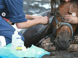 Australiana passa três horas abraçada a cavalo preso em pântano para salvá-lo da maré alta