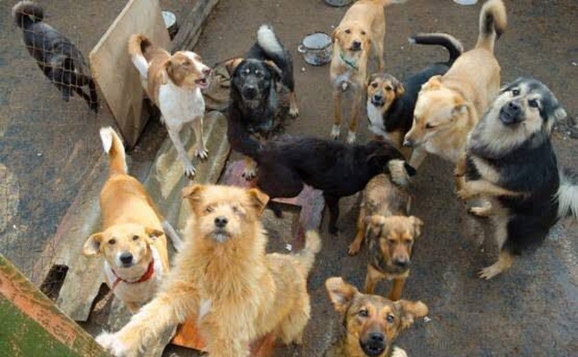 Instituto Pata Voluntária, maior abrigo de animais de Maceió, anuncia encerramento por falta de recursos