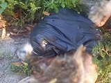 Carcaças de gatos são encontradas em área desocupada no Bebedouro