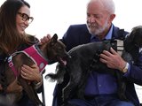 Lula lança programa de identificação e proteção de cães e gatos