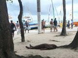 Homem é assassinado a tiros na Orla da Pajuçara, em Maceió