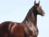 Cavalo avaliado em R$ 12 milhões morre por possível ração contaminada em Alagoas