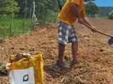 Agricultura familiar de Murici recebe mais de uma tonelada de sementes de milho