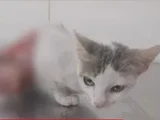 Conheça mais sobre Gabriela, a gata que foi resgatada após ter sido escalpelada viva