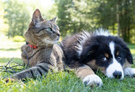 Governo Federal cria cadastro nacional para cães e gatos com identificação única