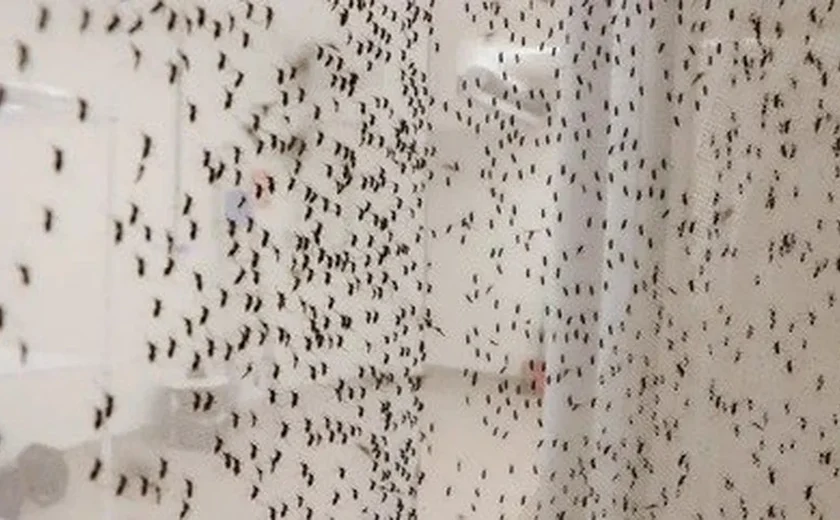 Dengue matou mais que o dobro de pessoas no 1º trimestre de 2024 em relação ao mesmo período de 2023