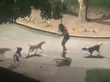 Mulher é Atacada por Cães em Arapiraca e Gera Debate sobre Abandono Animal