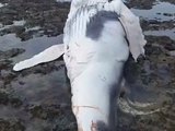 Filhote de baleia-jubarte é encontrado morto com mordidas de tubarão em praia de Alagoas