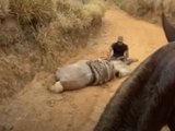 Perícia confirma que cavalo foi mutilado ainda vivo em Bananal (SP)