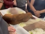 Cachorro percorre 12 km para se despedir do dono durante velório em MG