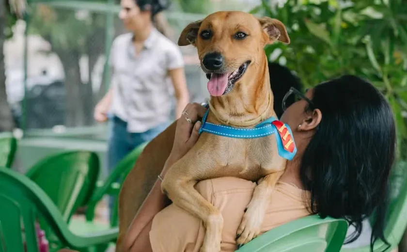 Governo sanciona lei que proíbe tatuagens e piercings com fins estéticos em cães e gatos