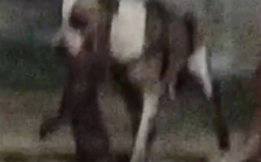 Homem é preso após instigar pit bull a atacar e matar gata de vizinha