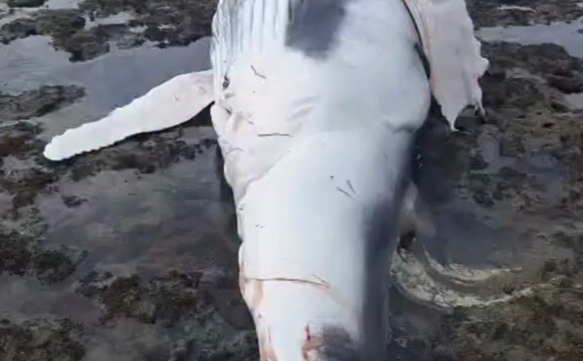 Filhote de baleia-jubarte é encontrado morto com mordidas de tubarão em praia de Alagoas