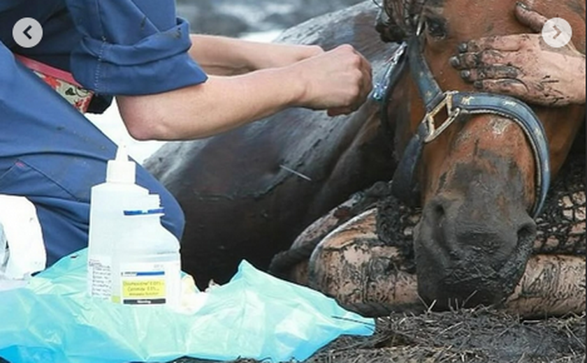 Australiana passa três horas abraçada a cavalo preso em pântano para salvá-lo da maré alta