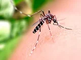 Alagoas tem 4,5 mil casos prováveis de dengue, 1,2 mil de chikungunya e 18 de zika; Sesau confirma óbito por dengue