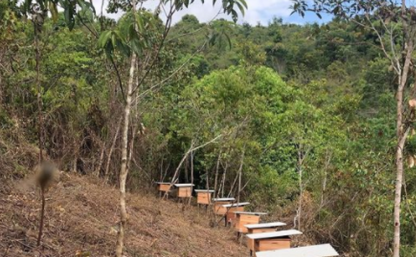 Apiário de Ibateguara é único de Alagoas que usa conceito de mel de terroir