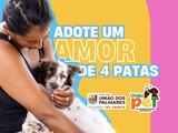 Prefeitura de União dos Palmares realiza feira de adoção de pets neste sábado na Praça Basiliano Sarmento