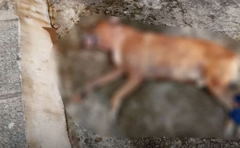Ataque de Pitbulls resulta em morte de cachorro de rua em Maceió