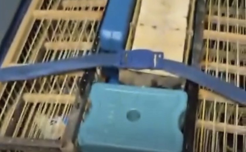 Homem é preso no aeroporto de Alagoas com 42 aves silvestres dentro de mala