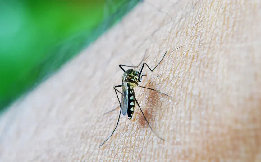 Brasil ultrapassa meio milhão de casos prováveis de dengue