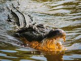 Mergulhador australiano conta como tirou sua cabeça da boca de um crocodilo