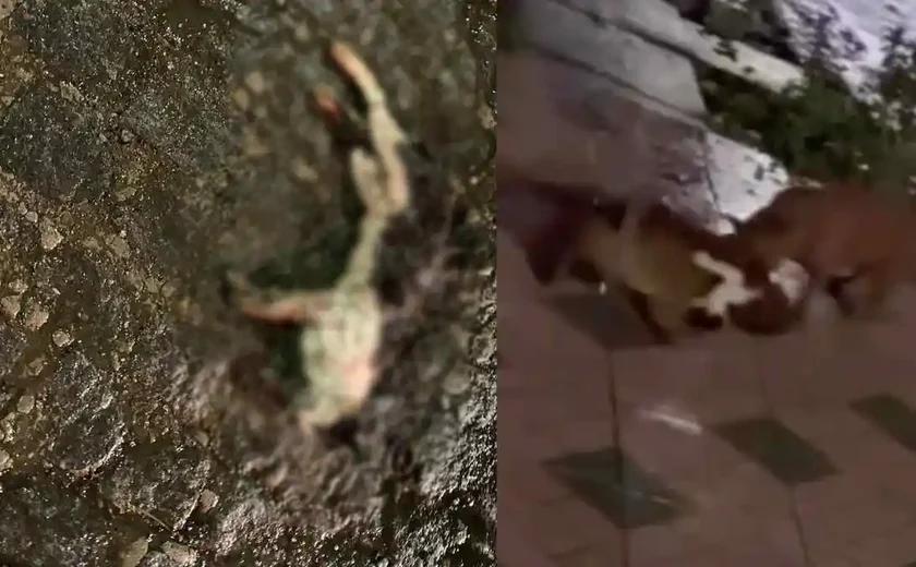 Ataque de pitbulls causa medo e termina com tutor preso em União dos Palmares