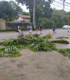 Motociclista morre ao ser atingido por palmeira na parte alta de Maceió