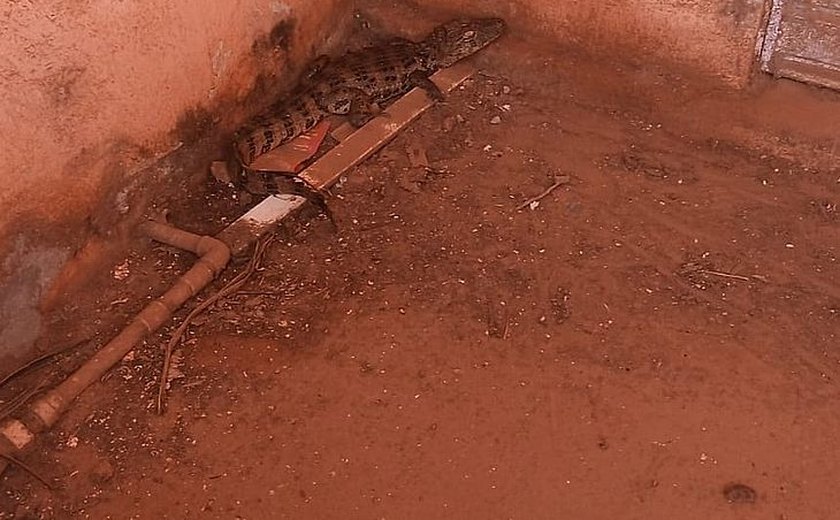 Jacaré de cerca de 1 metro é resgatado dentro de residência em Palmeira dos Índios